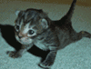 avatar0164.gif