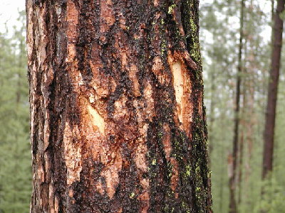 Damage to a tree after 2 cans of root beer was launched at 60 PSI.  A 30 MPH shot doesn't do this.