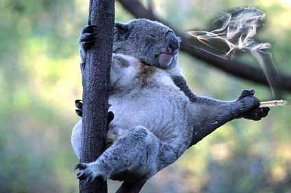 Koala2.jpg
