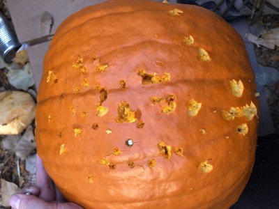 pumpkin entry.jpg