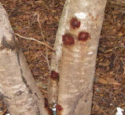 These are the holes that a golf ball leaves in a tree! i was shooting glass it went straight through and hurt the tree pretty bad. (Hehe the richotes were a lil scary.)