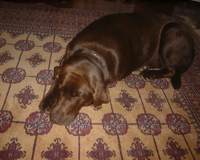my dog daisy