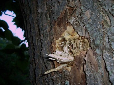 1&amp;quot; lead ball vs. tree.<br />The area with the bark blasted away is about 4&amp;quot; in diameter. I think the ball may have bounced back out, but I can't find it anywhere. This was done with the 18&amp;quot; barrel.