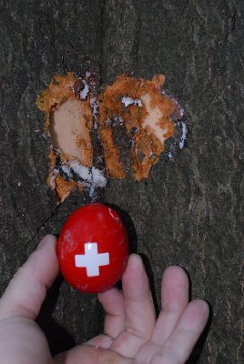 Swiss chicks lay eggs like this one. I froze another, and gave it back to Mother Nature.