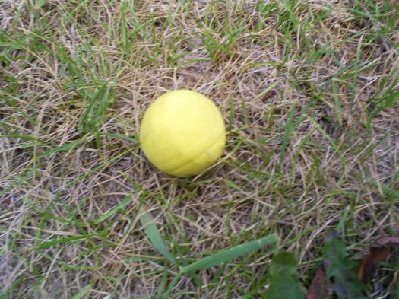 The foam ball that was used as wadding.