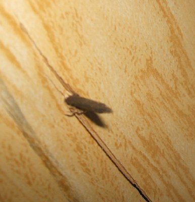 break on through to the other side - the nail hammered the ply backing to my bed  (about 1/4&amp;quot; in) that was behind it :-/