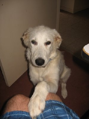 Hehe my little 4 month old Maremma pup I was aimin the gun at. (Don't worry.....I made sure the gun was completely empty about 10 times....