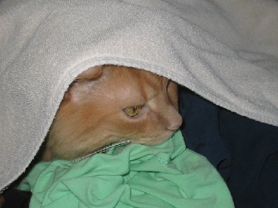 100-0017_IMG.JPG (160.61 KiB) Viewed 4931 times My cat.