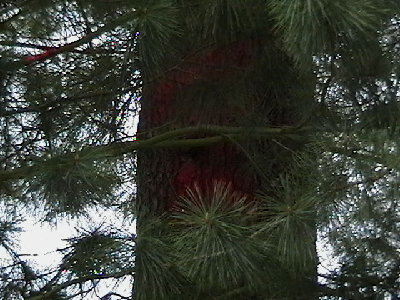 that tree is about 2 feet in diameter, sorry for the branches, it was raining when i took the shot and i didnt want to get my camera wet, and i would have to jump a fence to avoid the branches